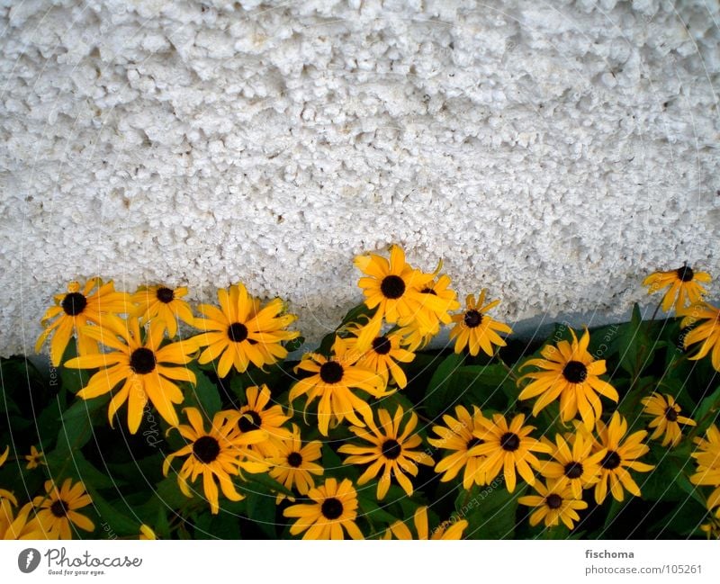 yellow beauties Yellow Flower Wall (building) House (Residential Structure) Green Summer Fragrance Contrast