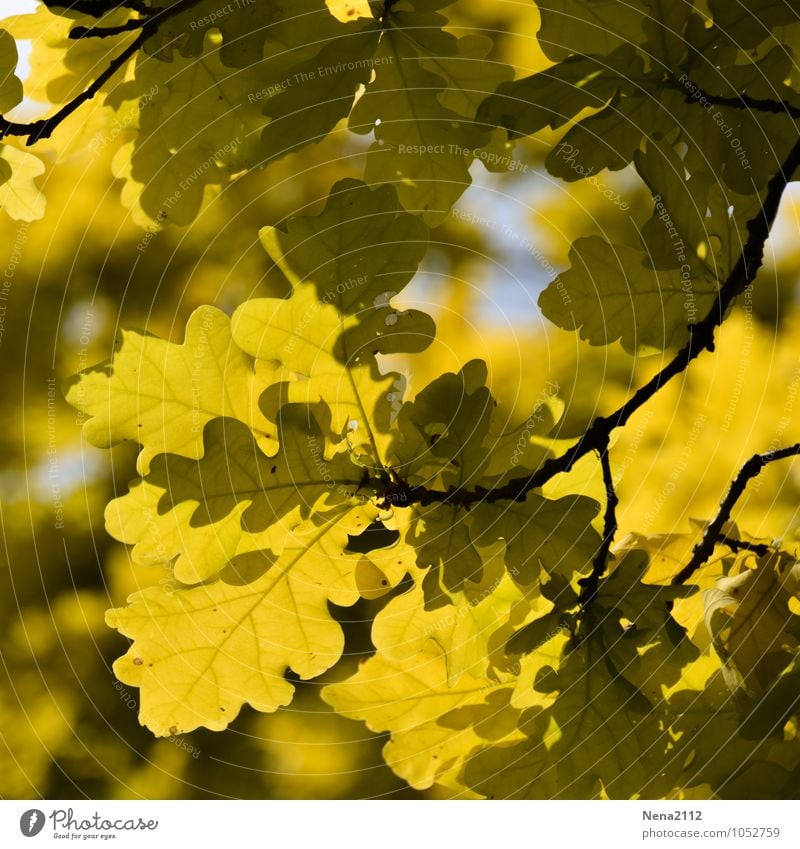 Yellow! Environment Nature Plant Air Autumn Climate Weather Beautiful weather Tree Leaf Garden Park Forest Bright Dry Oak tree Oak leaf Oak forest October