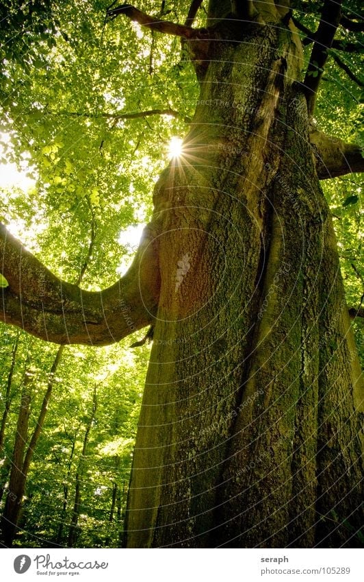 Ancient Beech Tree Beech tree Beech wood Old Sun Forest Beech leaf Leaf Tree trunk Treetop Leaf canopy Nature Plant Deciduous tree Green Tree bark Growth Branch