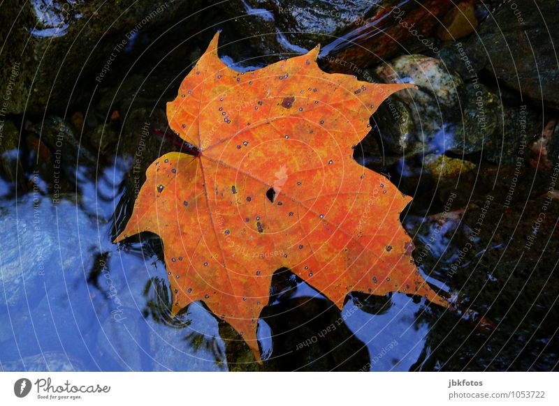 maple leaf Environment Elements Authentic Exceptional Maple leaf Autumnal Autumn leaves Water Norway maple Canada Exterior shot Detail Deserted Copy Space left