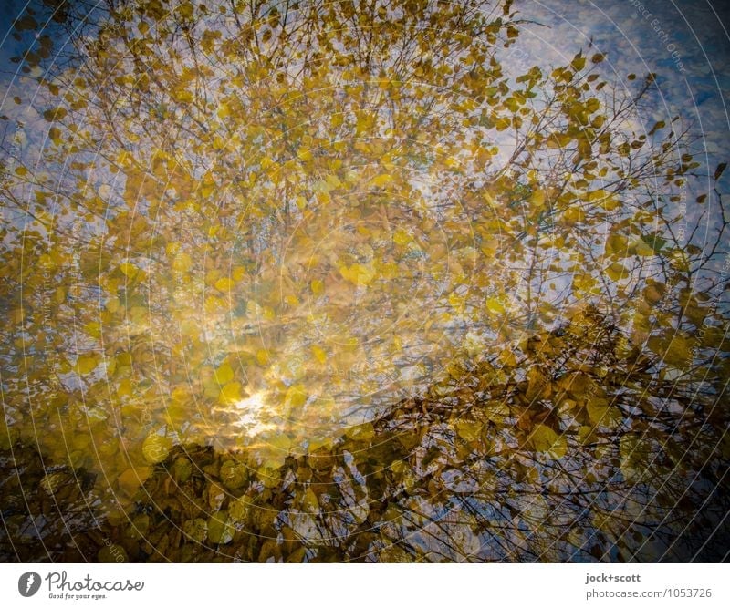AutumnGold Leaf canopy Illuminate naturally Warmth Agreed Idyll Inspiration Double exposure Illusion Reaction Colour tone Visual spectacle Point of light Detail