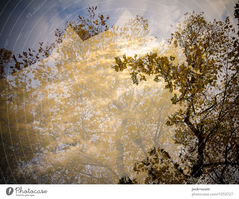 Aurum Autumn Climate change Beautiful weather Leaf canopy Illuminate naturally Warmth Inspiration Double exposure Illusion Visual spectacle Abstract Shadow