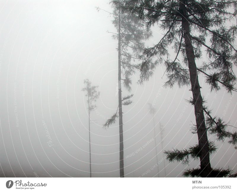 creepy o_O Fog Forest Harrowing Creepy Cold Tree Dark Loneliness Threat Sadness
