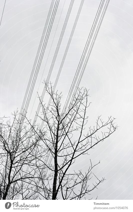 grey, lined Energy industry Environment Nature Clouds Winter Tree Wood Metal Line Esthetic Cold Gray Black Emotions Technology High voltage power line Wire