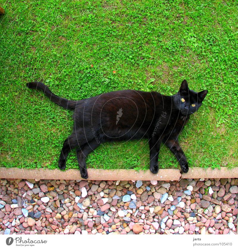 CATWALK Cat Meadow Black Disaster Animal Mammal Garden Walking Lie jarts