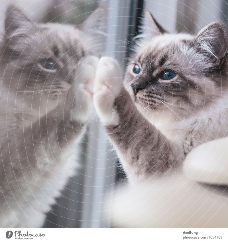 twins. Window Animal Pet Cat Burma 1 Observe Touch To hold on Communicate Looking Dream Friendliness Together Curiosity Cute Sympathy Friendship Love of animals