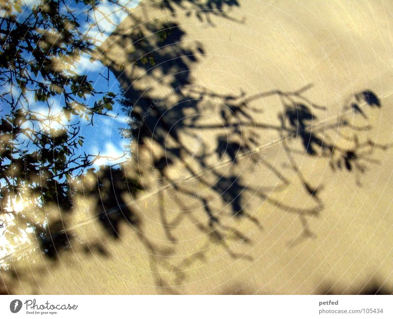 shadow tree Tree Black Gray Leaf Clouds White Forwards Drape Nature Shadow bage Blue Sky Branch Life Movement Behind Exterior shot
