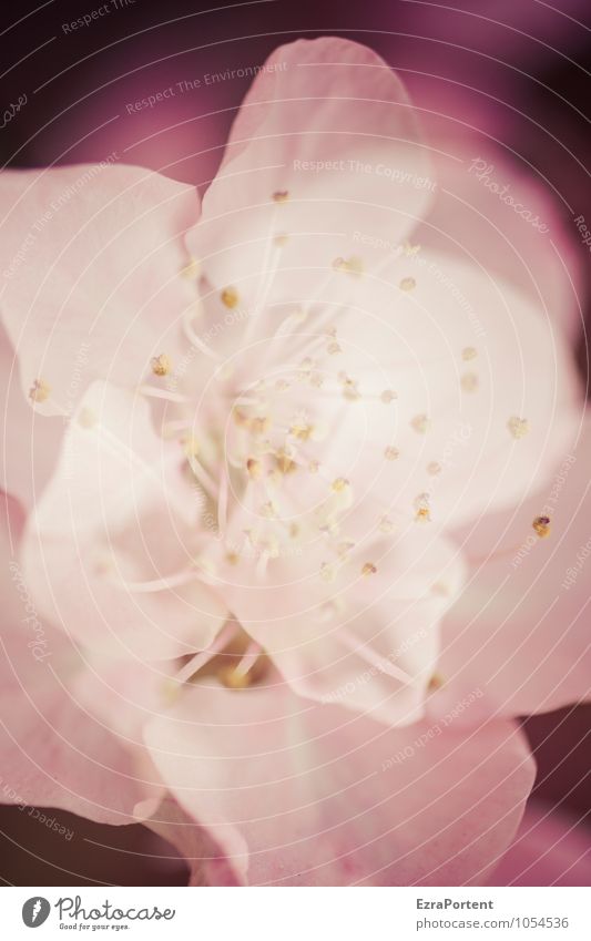 Early Spring Lingling Plant Flower Blossom Garden Fragrance Esthetic Natural Beautiful Pink Red Contentment Spring fever Double exposure Cherry blossom Pistil