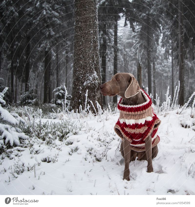 cold.....so dress warmly Playing Trip Adventure Winter Snow Clothing Protective clothing Sweater Pet Dog 1 Animal Movement Freeze Romp Brash Beautiful Cold
