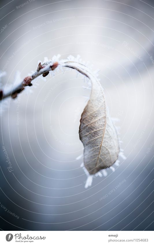 iced Environment Nature Plant Winter Ice Frost Snow Leaf Cold Blue White Colour photo Exterior shot Macro (Extreme close-up) Deserted Day Shallow depth of field