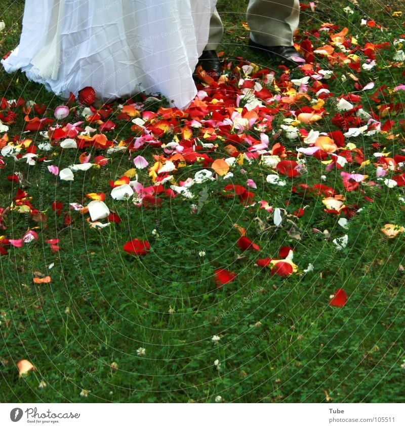 Sea of flowers and more. Blossom Red White Multicoloured Pink Woman Man Leaf Blossom leave Rose Tulip Green Bride Beautiful Bride groom Gray Married couple