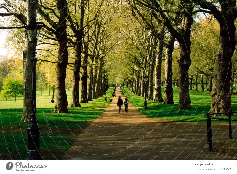Walk along the Hyde Park Buckingham Palace Tree Grass Meadow Green Going To go for a walk Flower Air Relaxation Sun Shadow Lanes & trails Human being Nature