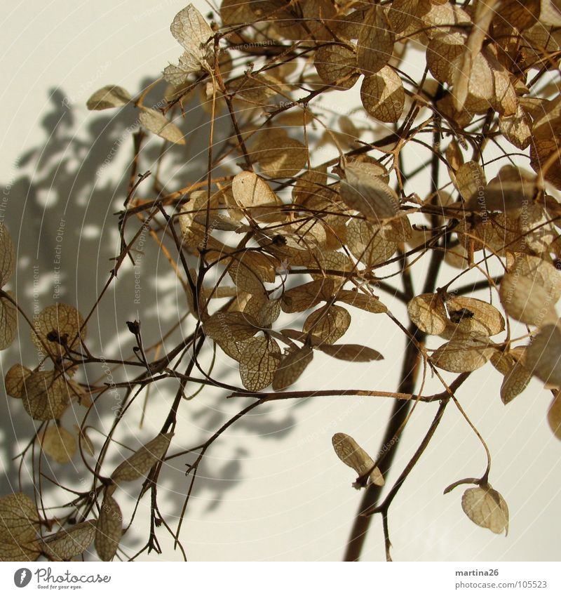 me and my shadow Hydrangea Flower Stalk Dried flower Brown Delicate Shadow Beautiful Plant Blossom Autumn Transience sere filigree Me and my shadow