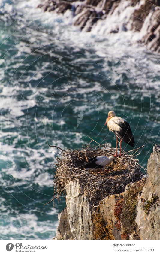 Nesting storks on rocks Vacation & Travel Tourism Trip Adventure Far-off places Freedom Environment Nature Landscape Plant Elements Summer Beautiful weather