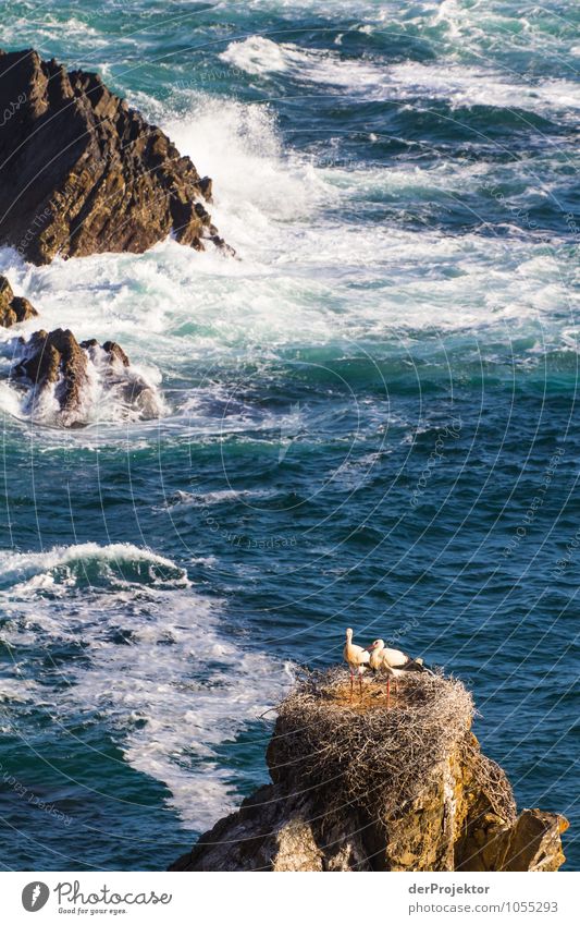 Storks nest on the Portuguese coast Environment Nature Landscape Plant Animal Elements Summer Beautiful weather Rock Waves Coast Beach Bay Reef Ocean