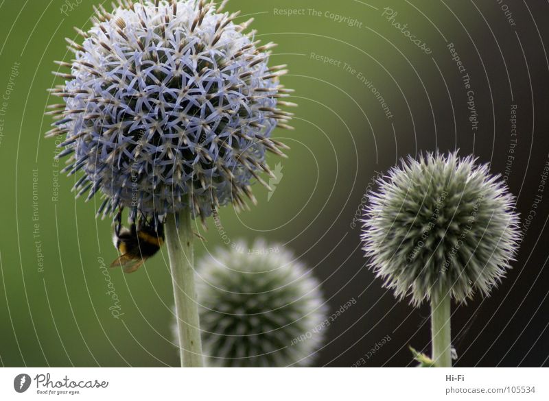 bumblebee Bumble bee Bee Blossom Sprinkle Honey Stamen Flower Pollen Nectar