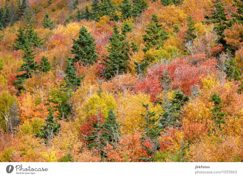 autumn forest Environment Nature Landscape Plant Autumn Climate change Park Forest Virgin forest Hill Happiness Optimism Indian Summer Canada Multicoloured