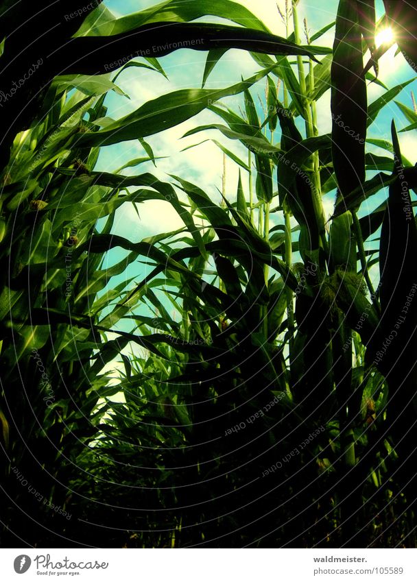 Cornfield in the afternoon Maize Field Maize field Agriculture Crops Earth Light Shadow Green Brown Bio-fuel Renewable raw materials bioethanol
