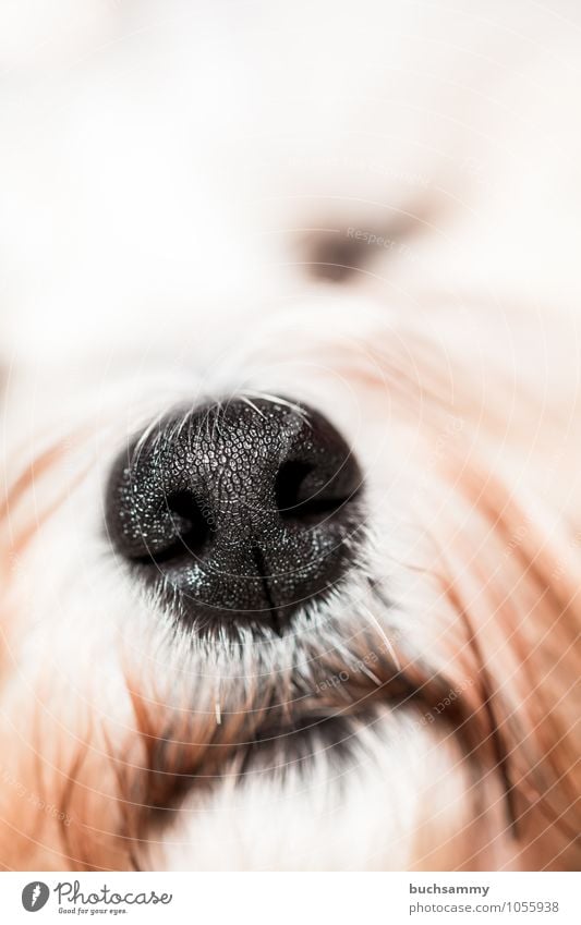 Dogs Nose Animal Pelt Long-haired Pet 1 Small Black White bichon Watchdog Havanese Orange Colour photo Subdued colour Close-up Detail Macro (Extreme close-up)