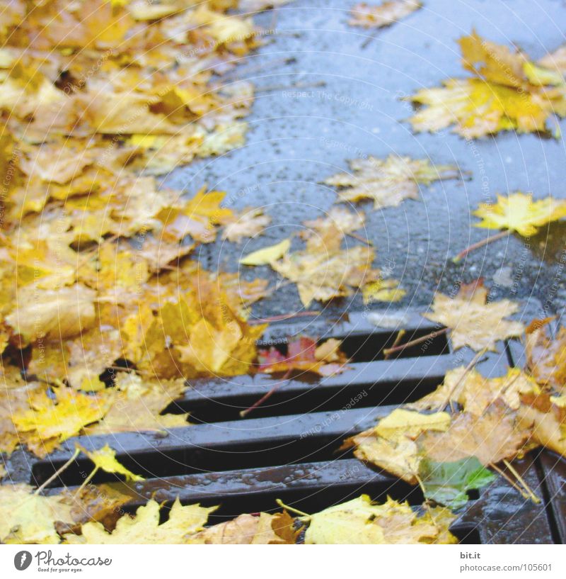 slip hazard Leaf Gully Yellow Deep Wet Autumn Winter Cold Drainage system Traffic infrastructure Street Blue
