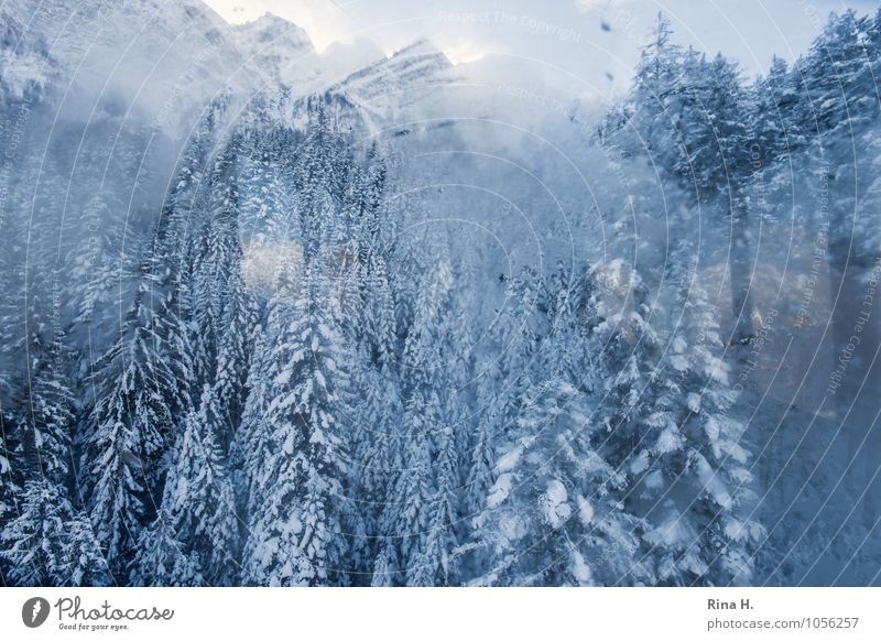 downwards Vacation & Travel Environment Landscape Winter Snow Tree Forest Alps Mountain Cold Pane Downward Window pane Gondola Vantage point Misted up Fir tree