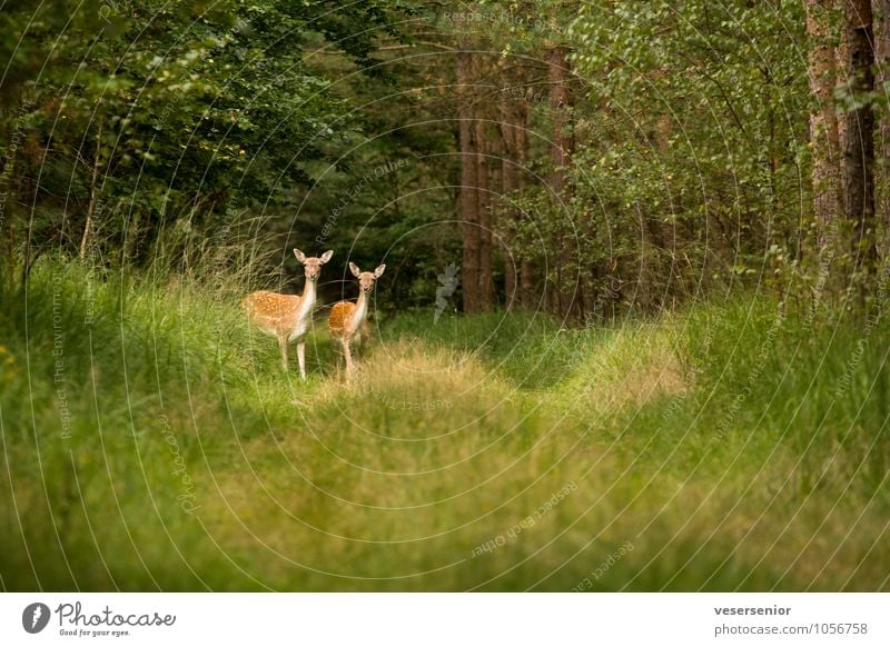 Look, I want a canon like that too! Nature Summer Forest Wild animal Fallow deer 2 Animal Observe Discover Curiosity Green Attentive Watchfulness Surprise