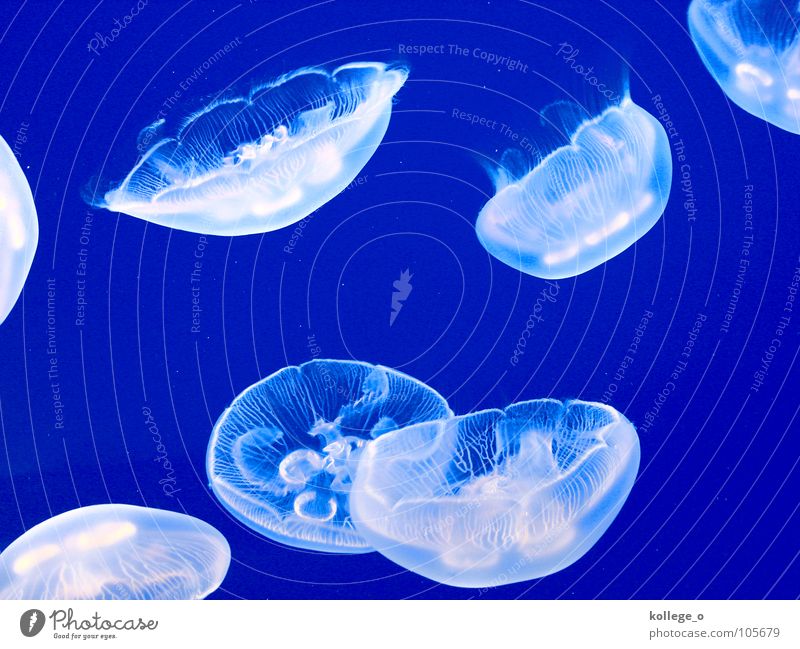 blubbb Animal Water Underwater photo Blue Isolated Image Bright background Jellyfish Multiple Group of animals Flock Bizarre Graphic