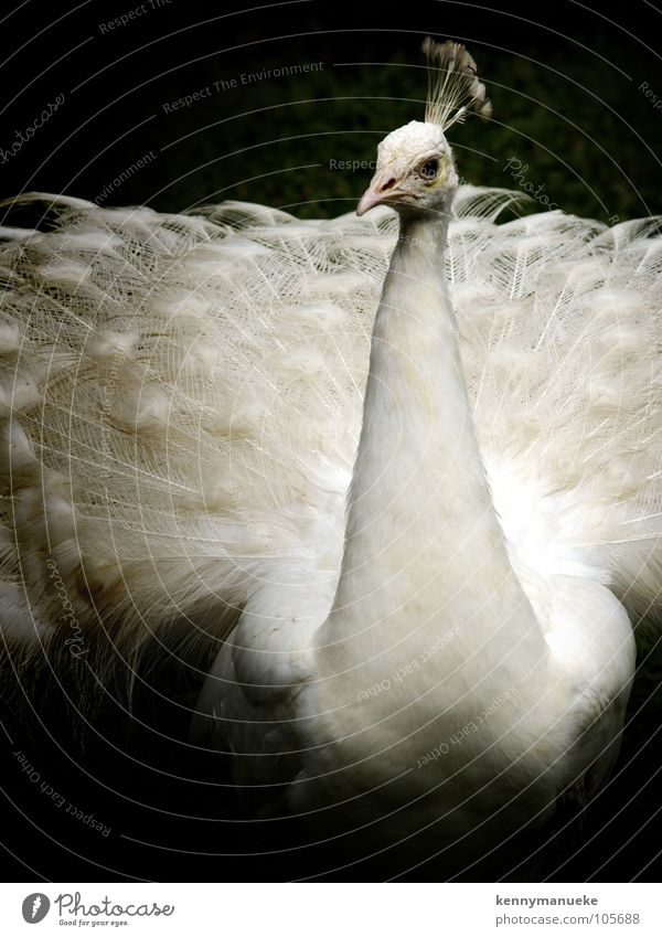 fashion show Posture Bali Zoo Bird feather white exotic crown