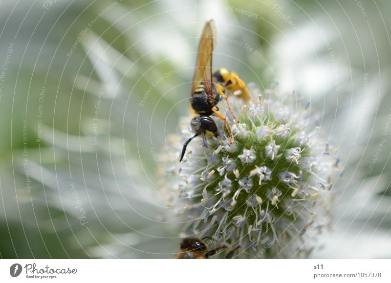 Fleet Wasp Nature Plant Animal Sunlight Summer Beautiful weather Flower Blossom Wild plant Thistle Garden Wild animal Wing Wasps Insect Feeler 1 Utilize Touch