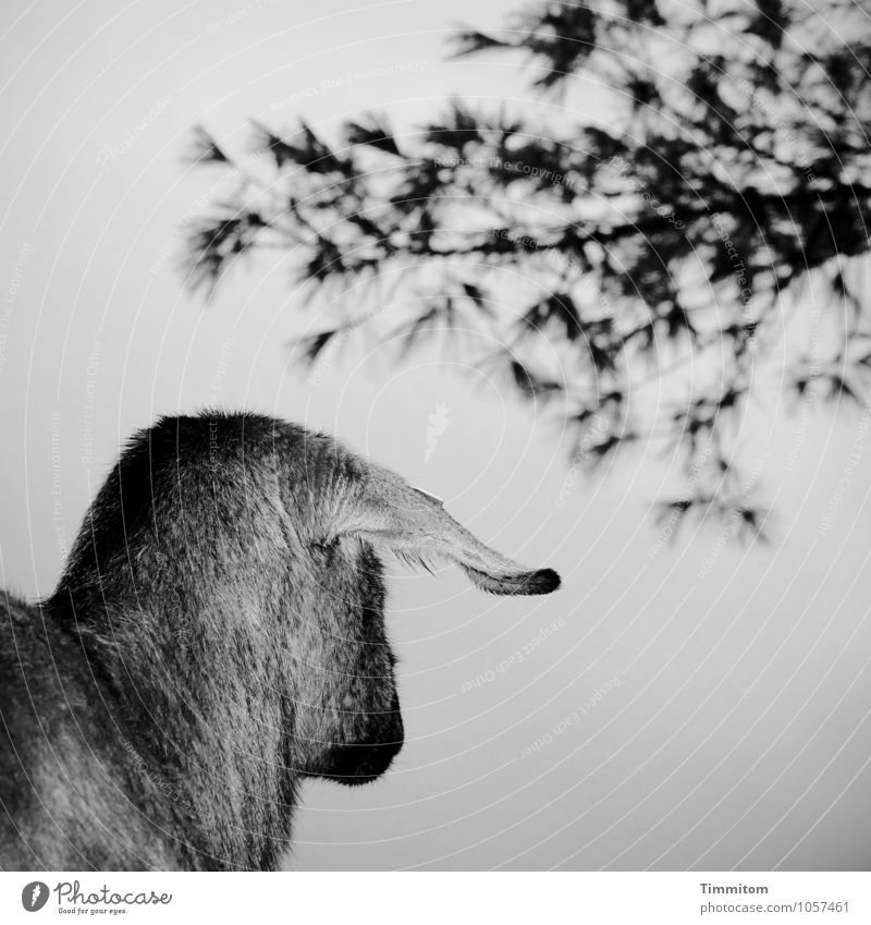 Yeah, and the whole point? Environment Nature Animal Sky Tree Goats 1 Looking Stand Simple Natural Gray Black Emotions Black & white photo Exterior shot