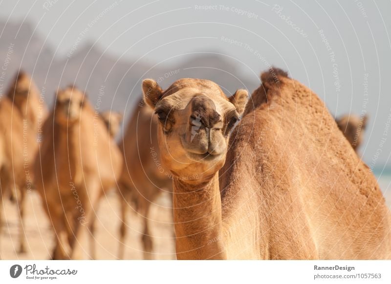camel view Animal Farm animal Animal face Camel 1 Group of animals Funny Curiosity Brown Yellow Colour photo Exterior shot Close-up Deserted Copy Space left