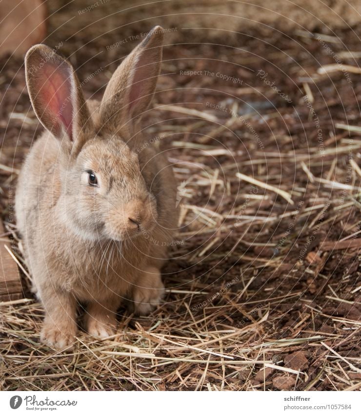 Easter camouflage Animal Hare & Rabbit & Bunny Barn One animal Farm animal Brown Beige Straw Easter Bunny Ear Rodent small animal breeding Deserted