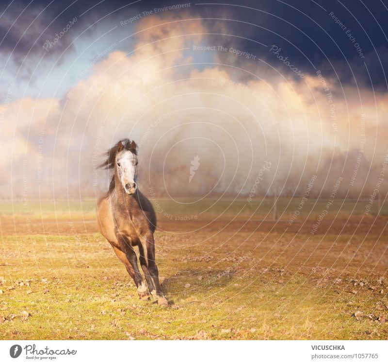 Horse running forward Lifestyle Summer Nature Plant Animal Sky Clouds Storm clouds Horizon Spring Autumn Farm animal 1 Power Sunset Background picture Action