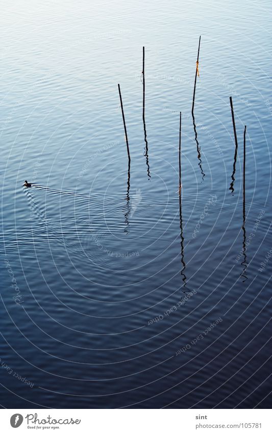 the trap of swimming away Nature Lake Calm Relaxation Serene Simplistic Simple Bird Animal River Brook Water blue stick long exposure reflection resting old