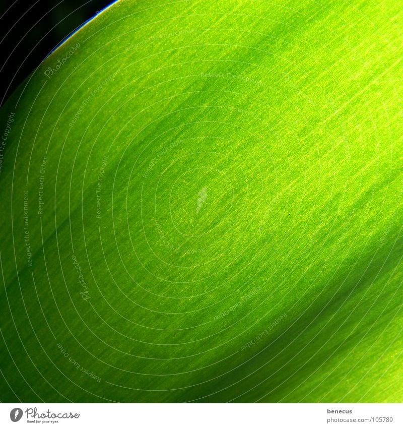 chlorophyll Green Bright green Bilious green Thread Vessel Progress Fresh Light Near Plant Verdant Environment Structures and shapes Photosynthesis Spring