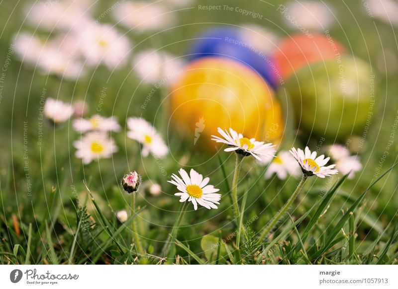 Easter eggs in flowerbed with daisies Food Egg Nutrition Breakfast Plant Flower Grass Leaf Blossom Daisy Meadow Blossoming Growth Green Hide Hiding place Search