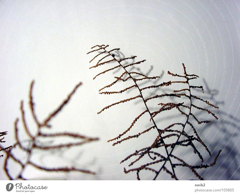 sonnet Beautiful Decoration To dry up Thin Authentic Simple Elegant Together Small Near Natural Many Crazy Bizarre Delicate Graceful Twig dry branch dry plant