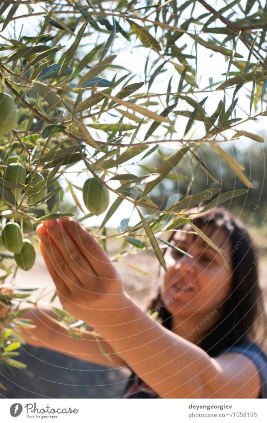 Picking olives.Woman holding olive branch. Fruit Garden Hand Nature Plant Tree Leaf Fresh Green Olive picking Harvest Agriculture Organic Palestinian ripe