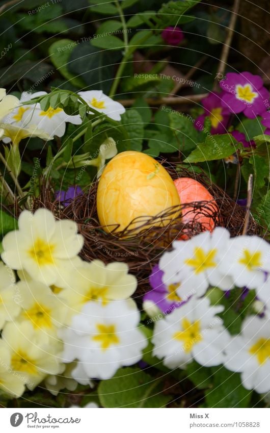 In the primroses Food Nutrition Feasts & Celebrations Easter Spring Flower Blossom Multicoloured Easter egg Easter egg nest Colour Nest Primrose Hide Search