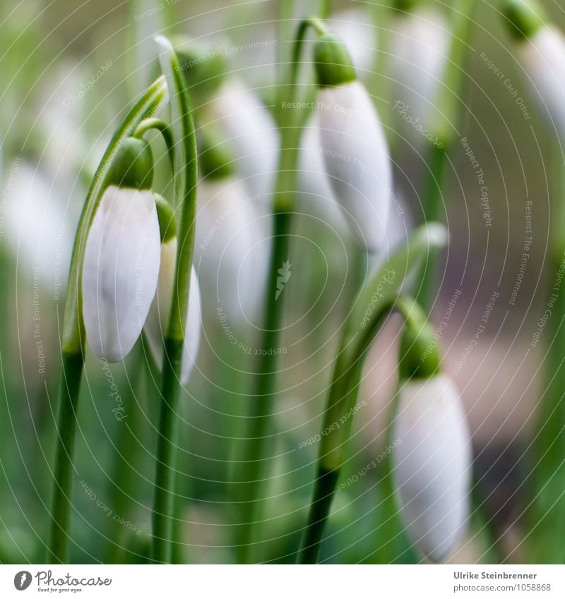 Spring Guard 2 Environment Nature Plant Flower Leaf Blossom Snowdrop galanthus Garden Park Meadow Blossoming Hang Illuminate To swing Stand Growth Esthetic