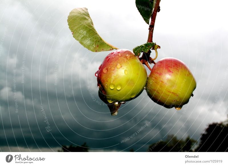rain apples Red Green Gray Dark Grief Doomed Clouds Tree Leaf Fresh Life Fruity Apple Rain Sadness Drops of water Refreshment