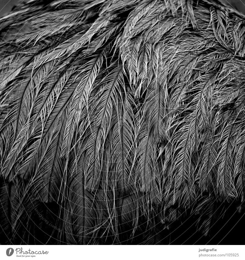 Nandu Feather Bird Flightless bird Animal Fine Gray White Black Black & white photo Structures and shapes