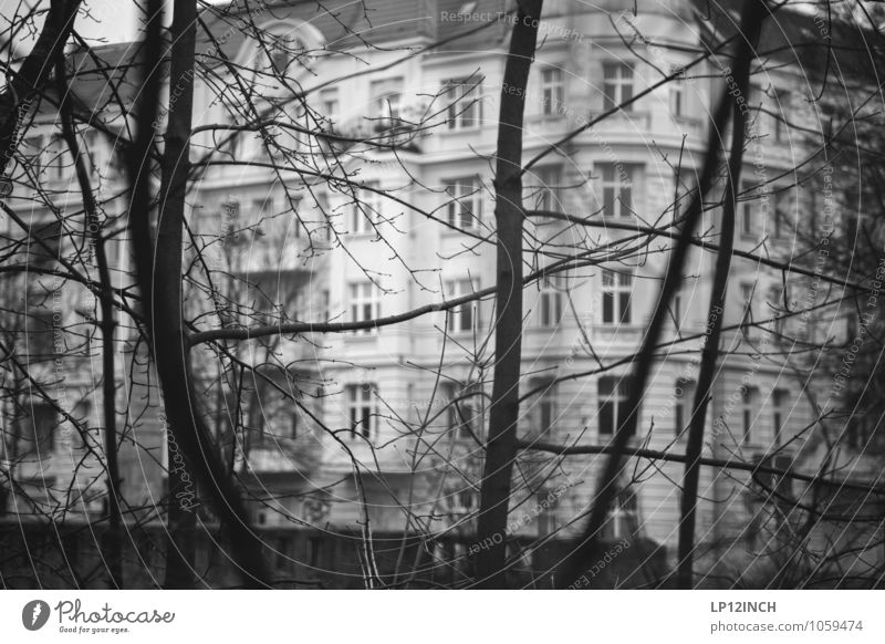 B3RLIN Tree Berlin Germany Capital city Old town House (Residential Structure) Building Facade Observe Dark Gray Living or residing Period apartment Branch