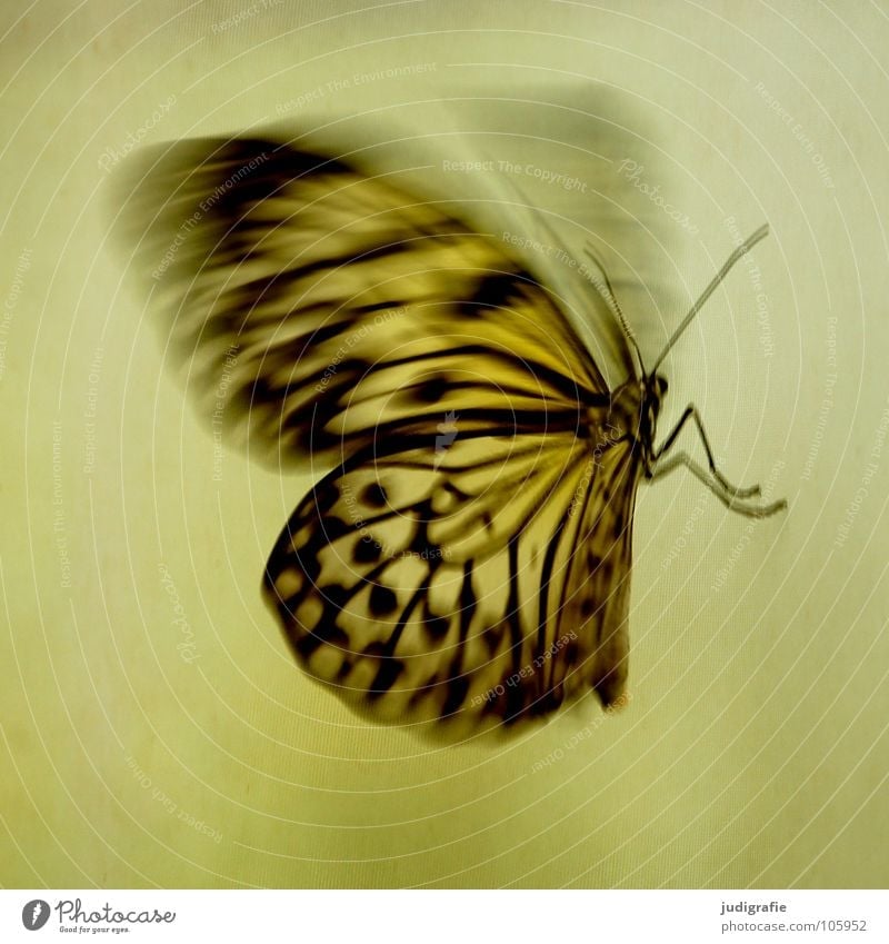 butterfly Butterfly Pattern Insect Feeler Judder Beautiful Animal Wing Movement Dynamics Structures and shapes Flying Legs Nature