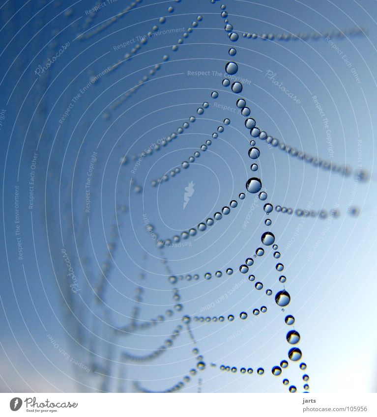 Network Drops of water Spider's web Dew Attachment Water Sky Sun Connection jarts