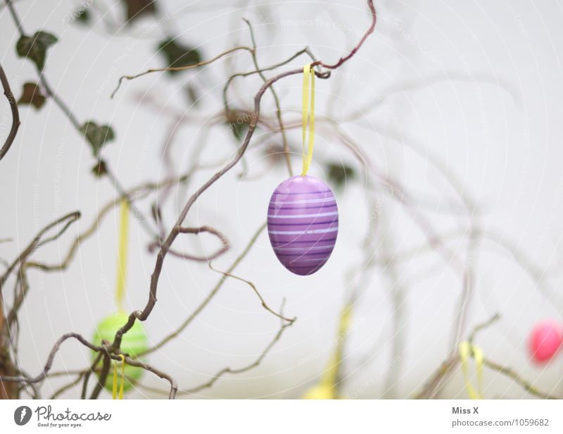 purple Easter egg Decoration Spring Bushes Hang Violet Branch Twig Twigs and branches Willow corkscrew Colour photo Multicoloured Exterior shot Interior shot