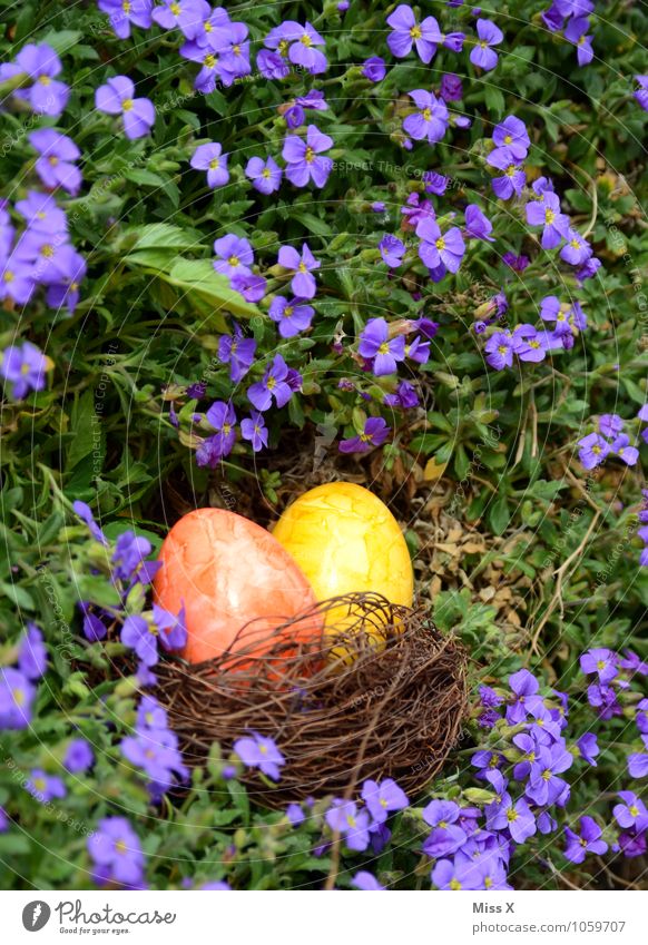 Searched and found Food Nutrition Garden Easter Spring Beautiful weather Flower Blossom Multicoloured Easter egg nest Egg Hen's egg Colour Nest Find