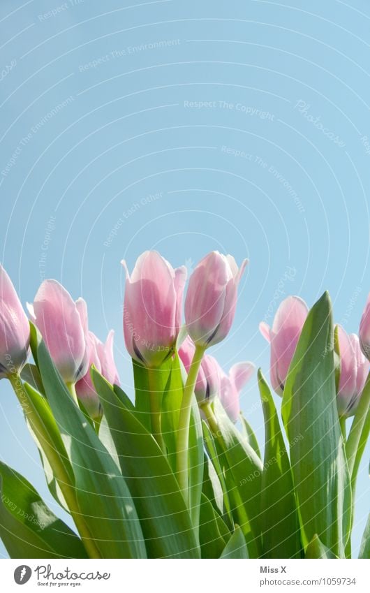 tulip Sky Cloudless sky Spring Beautiful weather Flower Tulip Blossom Garden Blossoming Growth Pink Moody Spring fever Tulip blossom Tulip field Spring flower