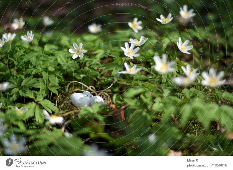 Nest in the bush (anemone) Easter Environment Nature Animal Spring Flower Blossom Meadow Bird Baby animal Small Easter egg nest Eyrie Bird's egg Hide Woodground