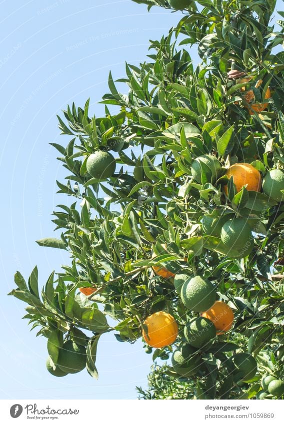 Oranges on a branch. Orange trees in plantation. Fruit Juice Garden Environment Nature Plant Tree Leaf Growth Fresh Delicious Natural Juicy Green citrus ripe